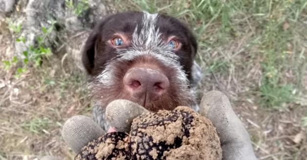 Ricerca Tartufo